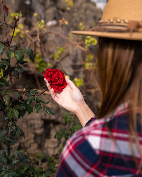 Жінка дивиться на рожево-червону троянду в полі
. - Фото, зображення