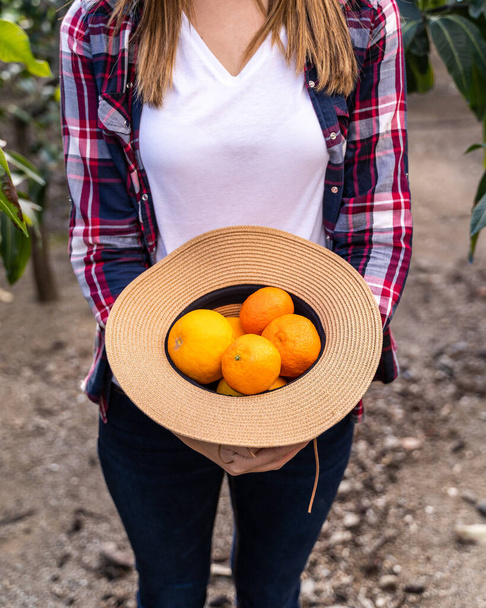 オレンジ、グレープフルーツ、木から新鮮なみかんと帽子。有機庭園の概念. - 写真・画像