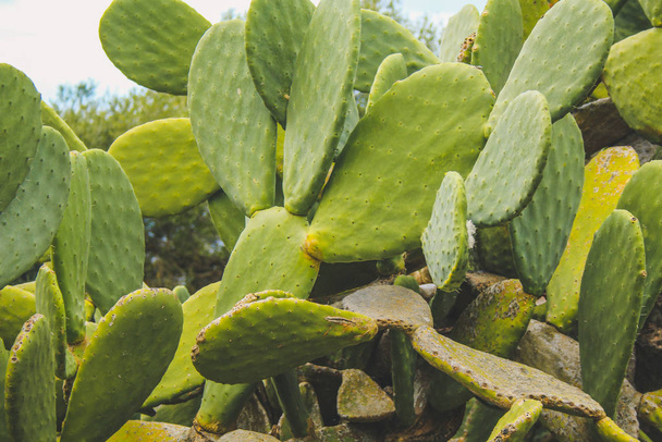 Wielki zielony kaktus na Majorce, Hiszpania - Zdjęcie, obraz