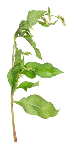 Knotweed, Persicaria planta aislada sobre fondo blanco - Foto, imagen