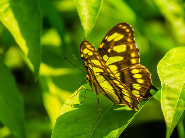 vista laterale di una farfalla di malachite, specie di insetti tropicali colorati dall'America
 - Foto, immagini
