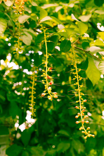 Фільтровані фото Індійський дуб довгі пишні батоги з яскраво - червоними тичинами, що цвітуть на гілці дерев. - Фото, зображення