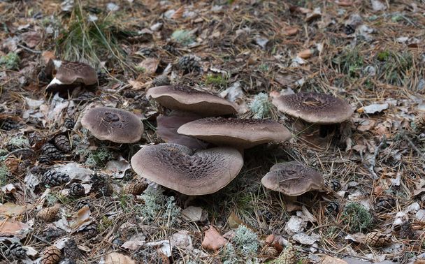 Scaly tooth fungus, Sarcodon squamosus growing in dry coniferous environment - Photo, Image