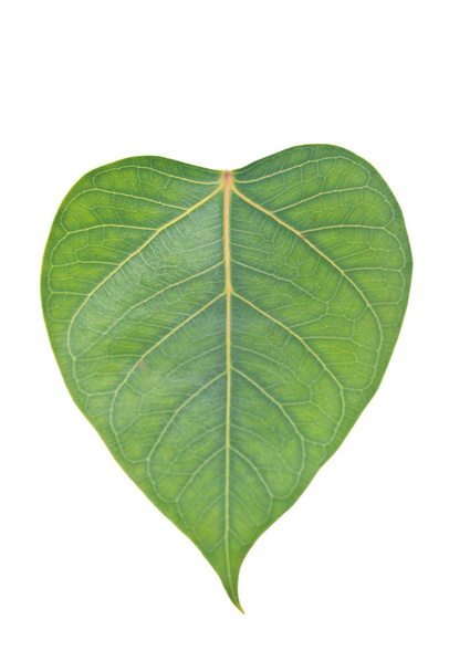 Sacred Fig leaf, isolated on a white background - Fotografie, Obrázek