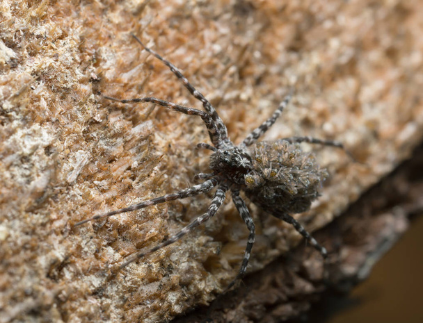 Araña lobo, Acantholycosa lignaria con juveniles en la espalda - Foto, Imagen