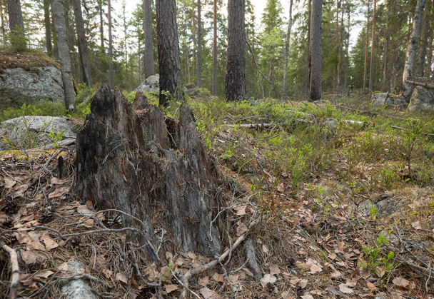 Stub in mixed natural forest with partly burnt trees creating important habitat for many species - Photo, Image