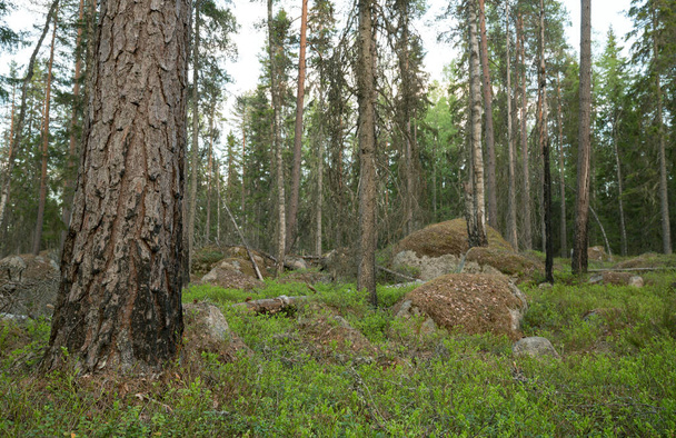 Сосна в смешанном природном лесу с частично сгоревшими деревьями, создающими важную среду обитания для многих видов - Фото, изображение