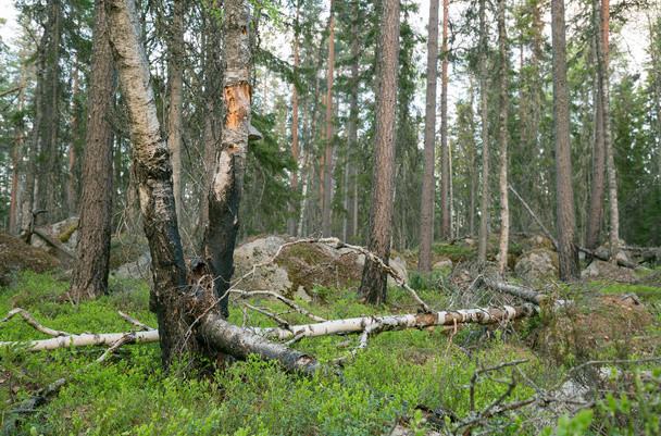 Berk in gemengd natuurlijk bos met gedeeltelijk verbrande bomen die voor veel soorten een belangrijke habitat creëren - Foto, afbeelding