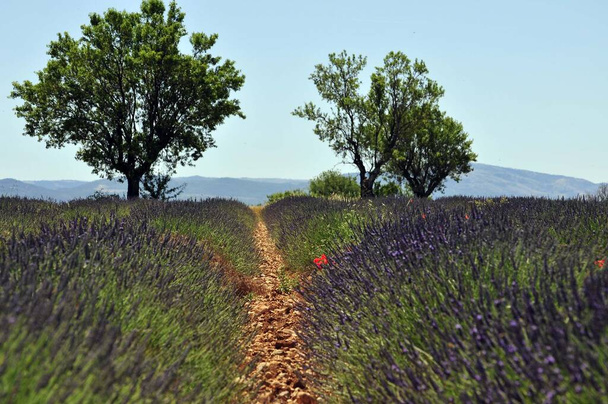 aromatic flowers, lavender filed - Foto, afbeelding