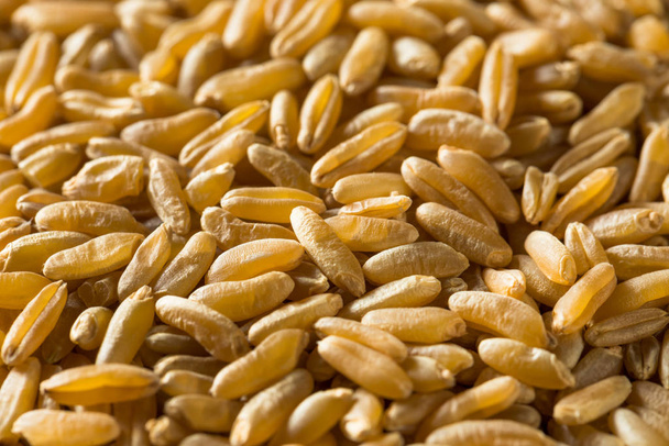 Suchy brązowy organiczny pszenica Khorasan - Zdjęcie, obraz