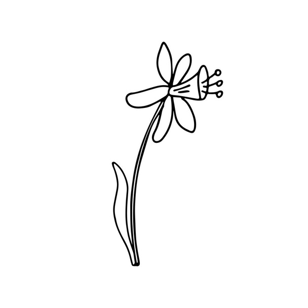 A daffodil in doodle style. Isolated outline. Single picture for products design, greeting cards and coloring books. Hand drawn vector illustration in black ink on white background. - Вектор,изображение
