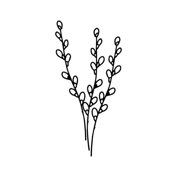 Three willow twigs in doodle style. Great for Easter greeting cards, logo. Hand drawn vector illustration in black ink. Isolated outline. - Vector, Image