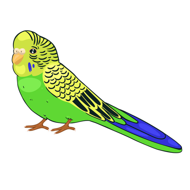 Green budgie isolated on a white background. Vector graphics. - Vector, Image