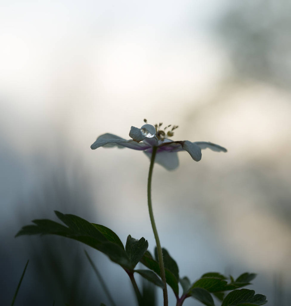 Anêmona de madeira, Anêmona nemorosa na primavera com cachoeira - Foto, Imagem