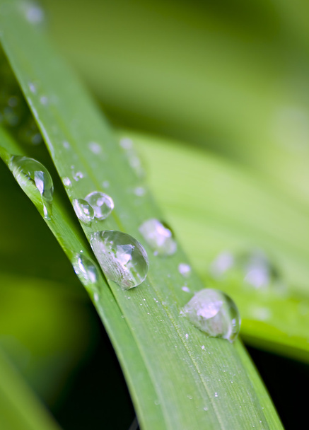 Shallow focus of water droplets on green leaves - Фото, изображение