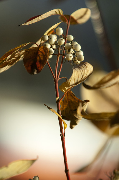 Cornus alba - Valokuva, kuva