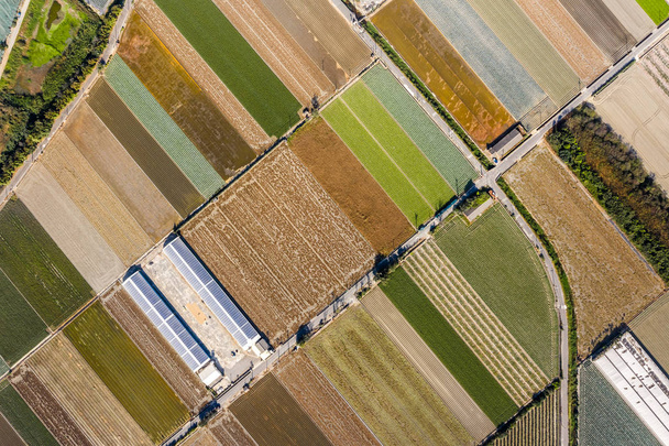 kleurrijke boerderij met groenten en rijst - Foto, afbeelding