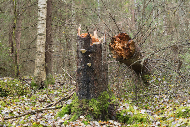 Düşmüş köknar, Picea doğal ormanda yaşar. - Fotoğraf, Görsel