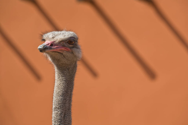 A beautiful wild African female Ostrich head portrait isolated over orange wall - Foto, Imagem