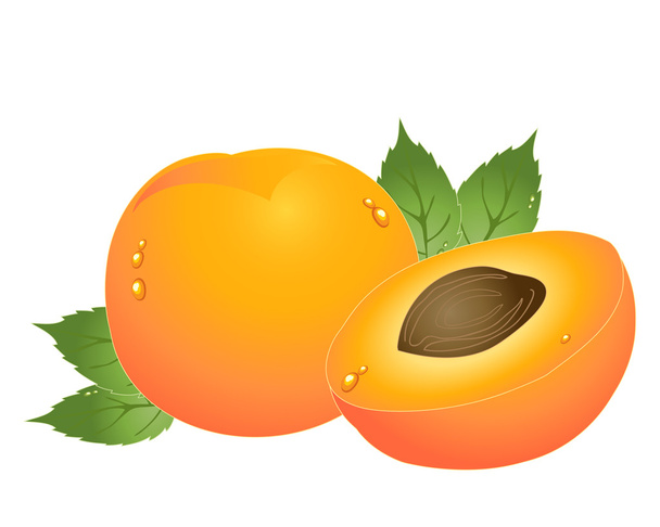 apricot - Vector, Image