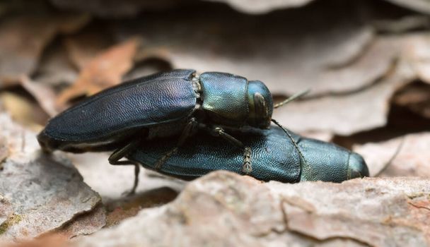 Phaenops cyanea mating on pine bark beetles, Steelblue jewel beetles. - Foto, Imagen