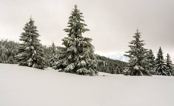 Paysage hivernal impressionnant avec des fourrures couvertes de neige. Jour de montagne givré, scène hivernale exotique
. - Photo, image