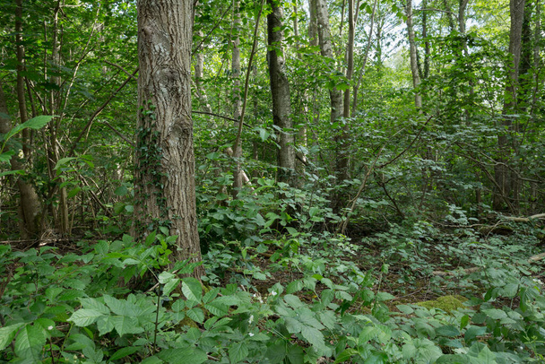 Vegetation in deciduous forest - Fotografie, Obrázek