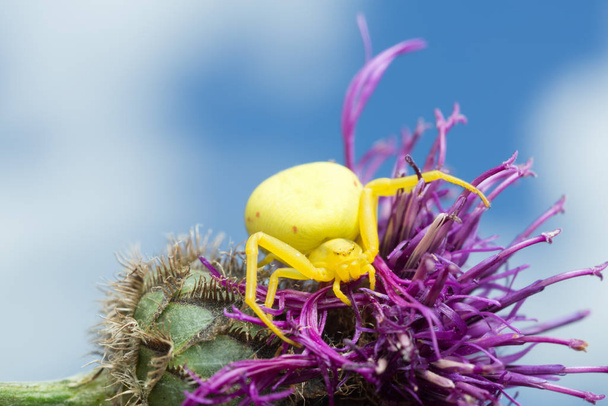 Araignée-crabe dorée femelle, Misumena vatia sur chardon - Photo, image