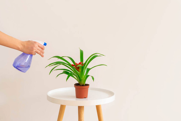 Woman spraying water on Guzmania plant in a pot on white table on neutral background, copy space. Plant care concept. - Photo, image