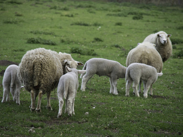 domestic sheep on a pasture  - 写真・画像