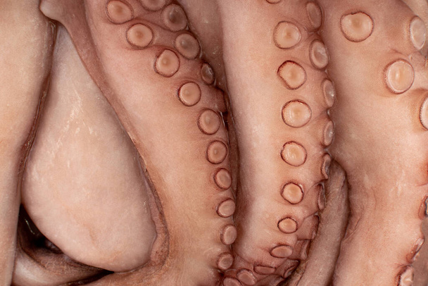 Makro strzał z całości mrożone Octopus z dużymi Tentacles zbliżenie - Zdjęcie, obraz
