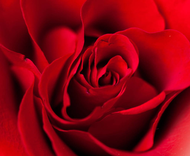 Kivonat közel a vörös rózsa - Fotó, kép