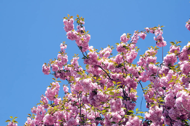 Close up of the spring cherry flower - Foto, Bild
