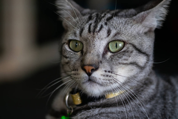 cat portrait close up - Fotó, kép