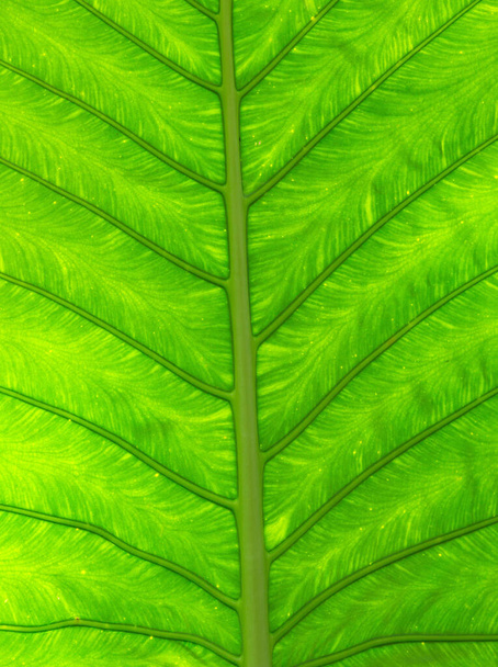green leaf texture of a plant close up - Foto, Bild