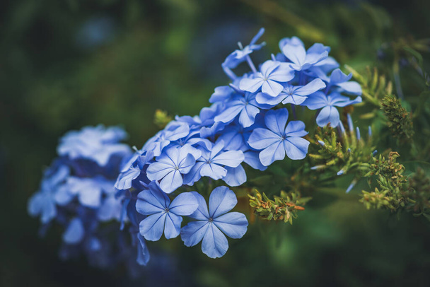 Blue flowers of Cape Leadwort - Фото, изображение