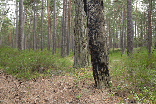 Burnt pine tree in untouched pine forest in a national park in sweden, this kind of environment is important for many endangered species - Photo, Image