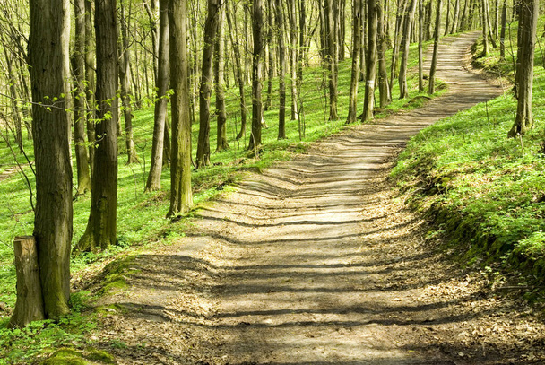 a path is in the green forest - Φωτογραφία, εικόνα