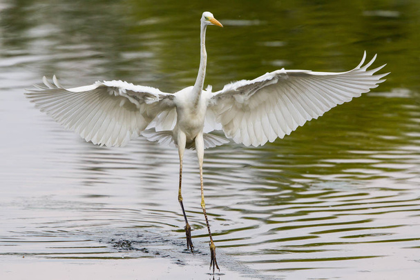 scenic view of egrets birds at nature - Fotografie, Obrázek