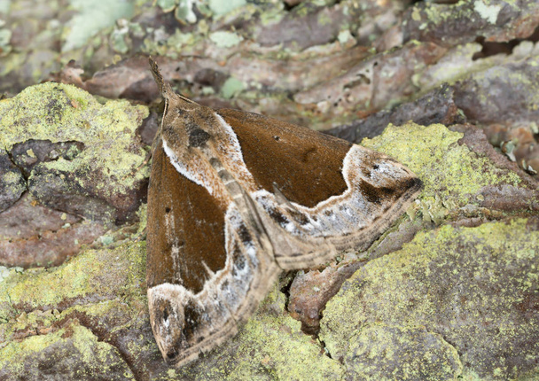 Beautiful snout, Hypena crassalis resting on bark - Photo, Image
