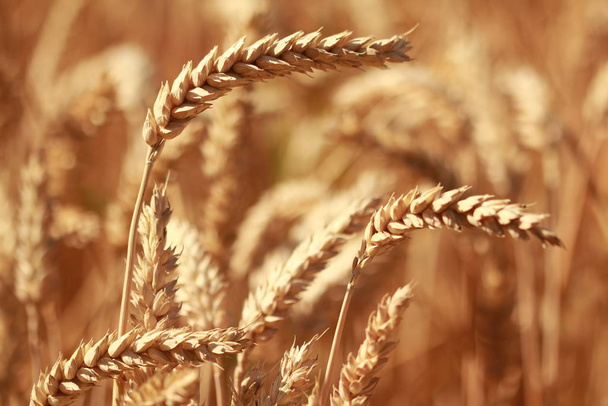Field of wheat, agriculture cereal - Valokuva, kuva