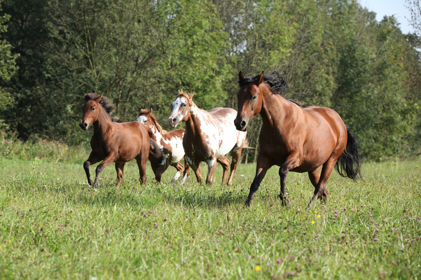 Group of horses running in freedom - Photo, Image