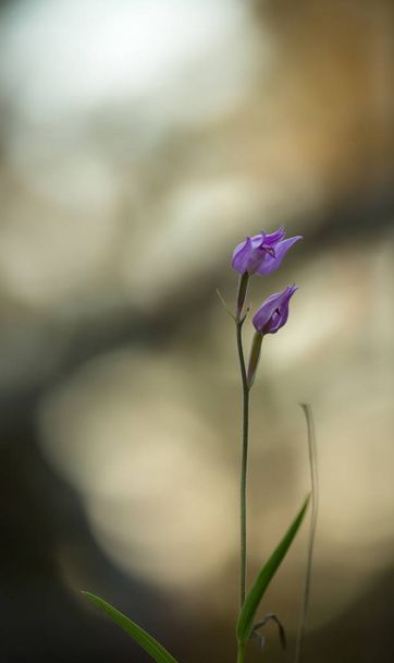 Kvetoucí červený helleborin, cefalanthera rubra - Fotografie, Obrázek