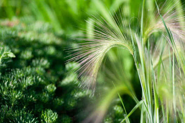 Пір'я трава, голчаста трава або списова трава Stipa sp
. - Фото, зображення