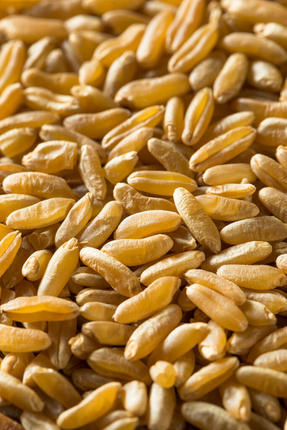 Dry Brown Organic Khorasan Wheat - Zdjęcie, obraz