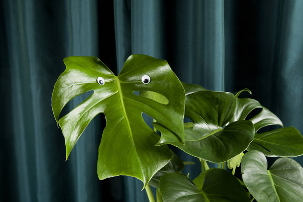quirky and freak monstera deliciosa plant with numerous eyes on a green curtain background. Gradient and tones on tones. Minimal funny and quirky pop still life photography - Fotografie, Obrázek