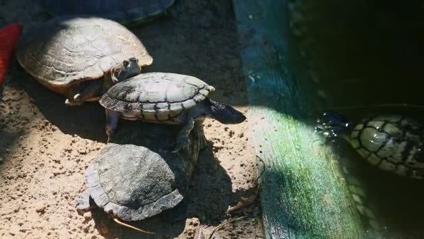 čtyři velké vodní želvy odpočívají na šedém písku v blízkosti ručně dělaného zeleného rybníka - Záběry, video