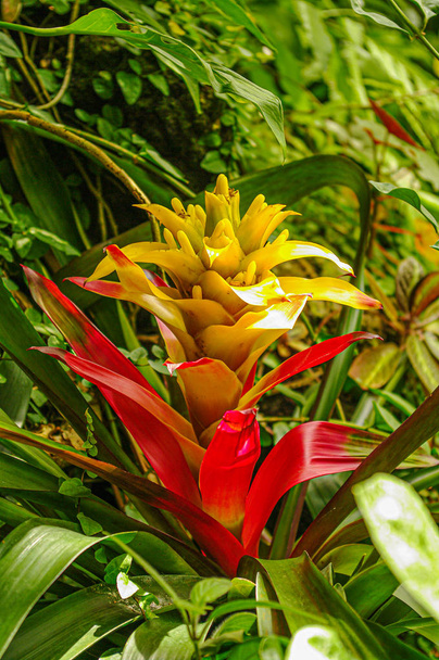 Tropical wet jungle forest with Indian colorful Bromelia as a ba - Photo, Image