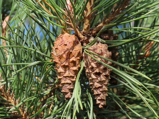 Twin pine cones - Foto, imagen
