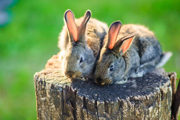 Very cute little rabbits on a wooden stump in the open space. - Photo, Image